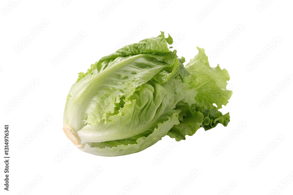 Iceberg Lettuce Vegetable PNG Collection – No Background, Ready to Use Iceberg Lettuce Vegetable PNG Collection – No Background, Ready to Use