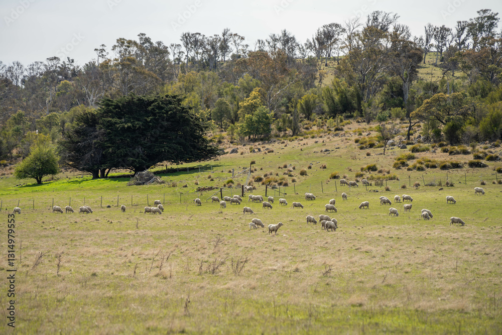 Obraz premium agriculture farming landscape with livestock and crops grown sustainable practices