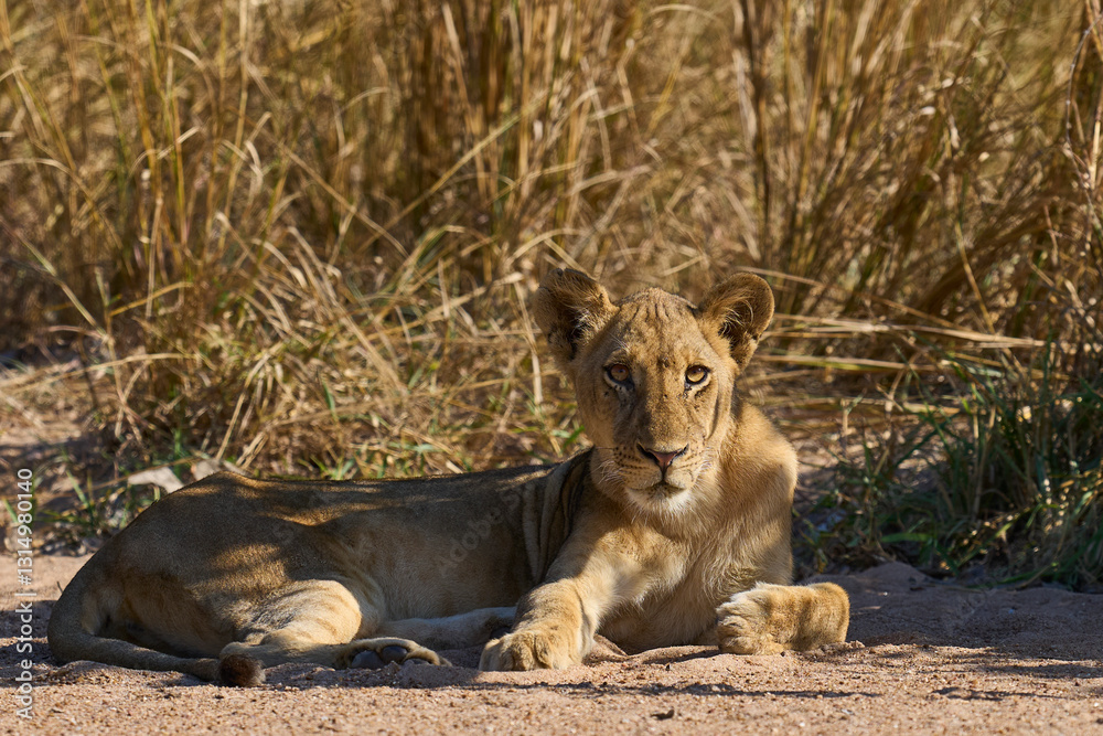 Naklejka premium Lion (Panthera leo) resting on the ground in South Luangwa National Park, Zambia. 