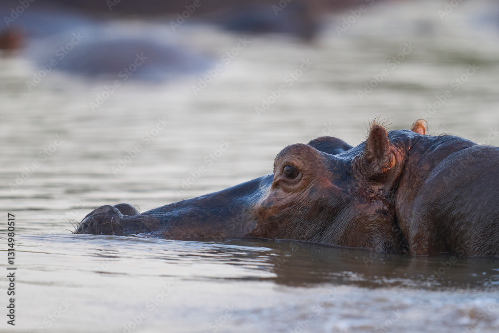 Hippopotamus (Hippopotamus amphibius) in the Luangwa River in South Luangwa National Park, Zambia Hippopotamus (Hippopotamus amphibius) in the Luangwa River in South Luangwa National Park, Zambia