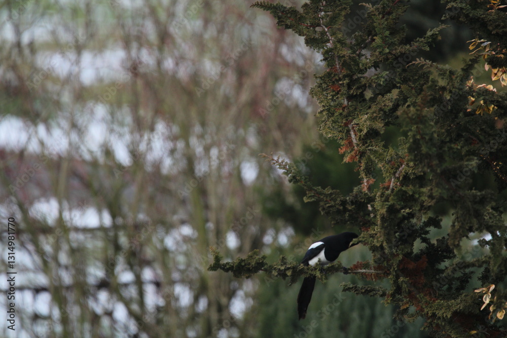 Smart eurasian magpie (Pica pica) sitting on a tree branch with beautiful green natural background
Smart eurasian magpie (Pica pica) sitting on a tree branch with beautiful green natural background