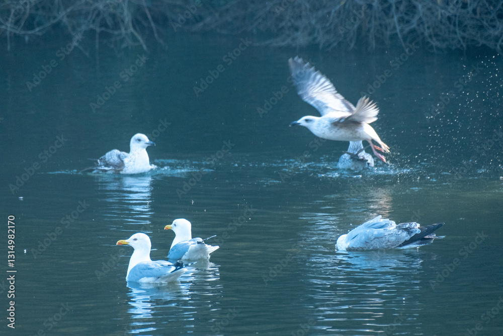 Fototapeta premium flock of seagulls lake
