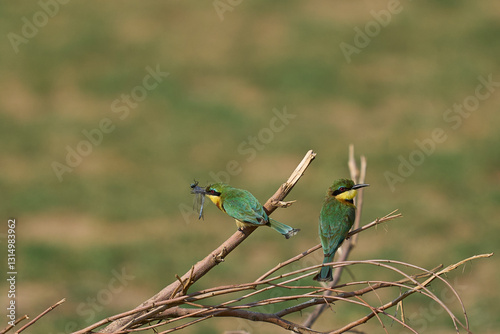 Little Bee-eater (Merops pusillus) perched on a twig with insect in its beak in South Luangwa National Park, Zambia