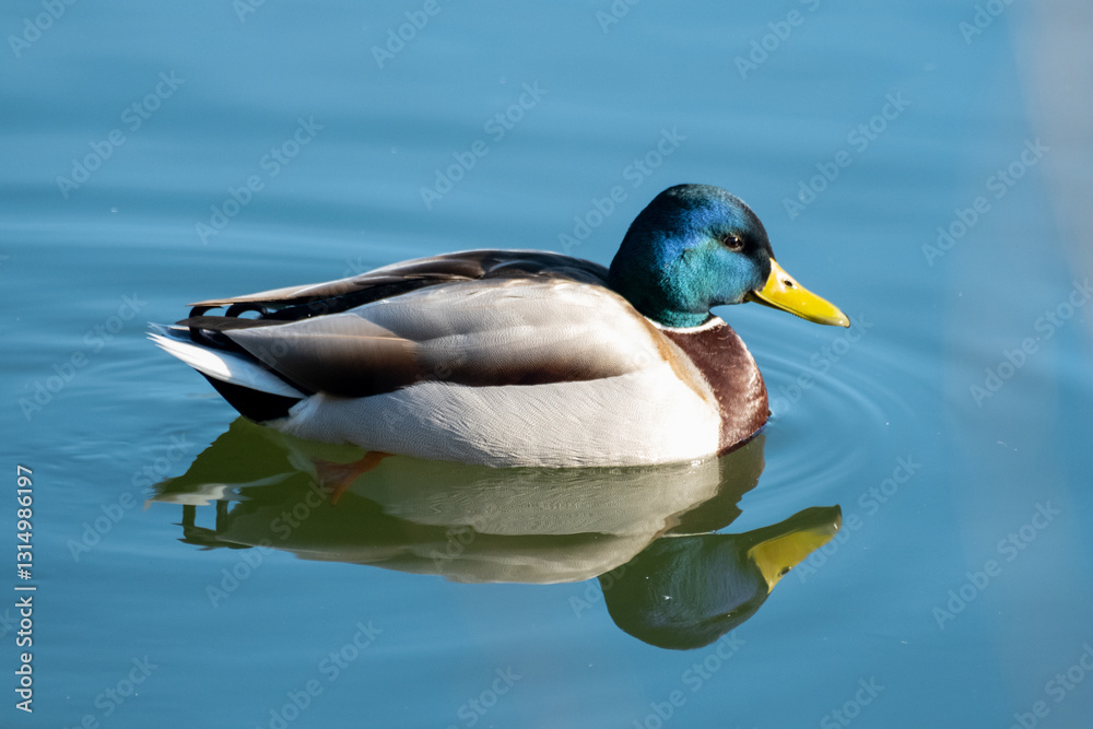 green head duck in the lake water green head duck in the lake water