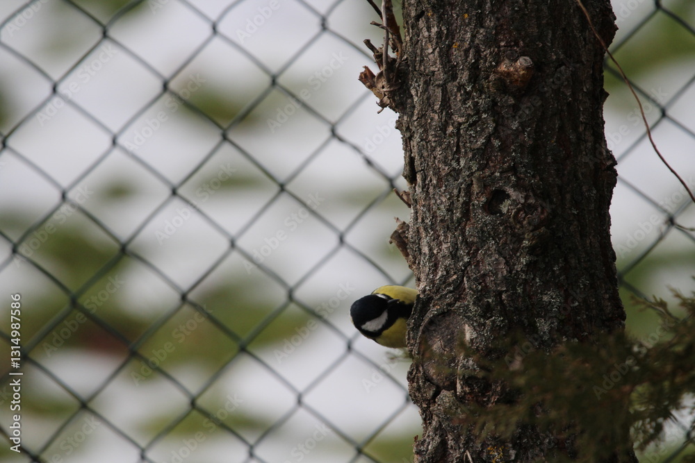Fototapeta premium great tit (Parus major) sitting in the branches of a tree. The great tit (Parus major) is a passerine bird in the tit family Paridae. 