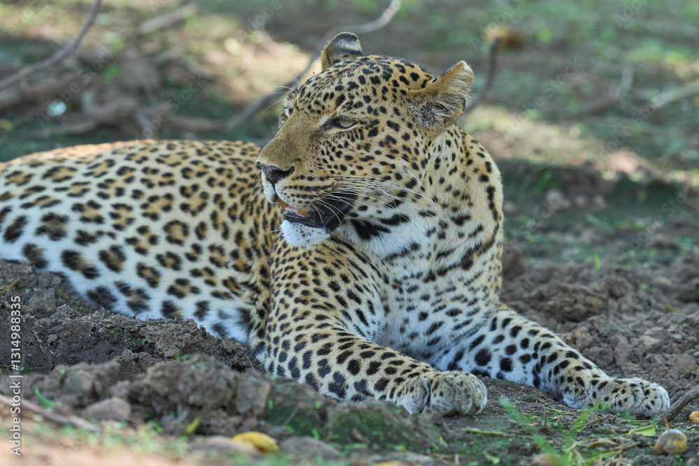 Leopard (Panthera pardus) resting on the ground in South Luangwa National Park, Zambia Leopard (Panthera pardus) resting on the ground in South Luangwa National Park, Zambia