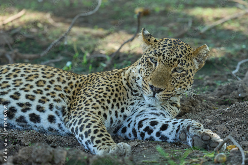Leopard (Panthera pardus) resting on the ground in South Luangwa National Park, Zambia Leopard (Panthera pardus) resting on the ground in South Luangwa National Park, Zambia