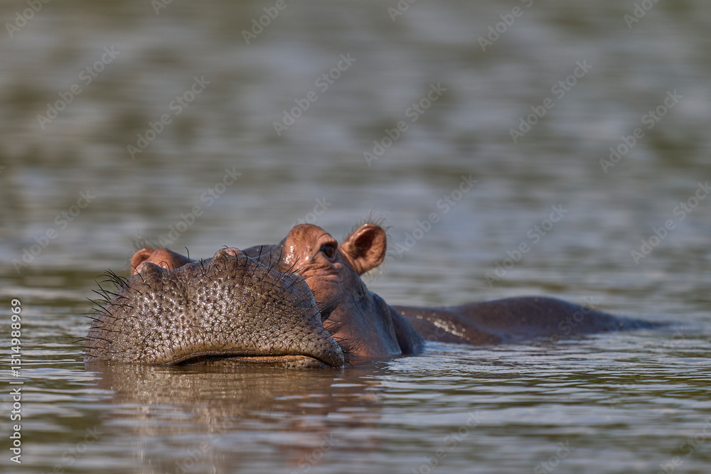 Hippopotamus (Hippopotamus amphibius) in the Luangwa River in South Luangwa National Park, Zambia Hippopotamus (Hippopotamus amphibius) in the Luangwa River in South Luangwa National Park, Zambia