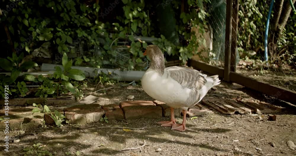 A lone goose walks around a fenced area on a farm. Sunlight filters through the surrounding trees, and the ground is dappled with shade. A lone goose walks around a fenced area on a farm. Sunlight filters through the surrounding trees, and the ground is dappled with shade.