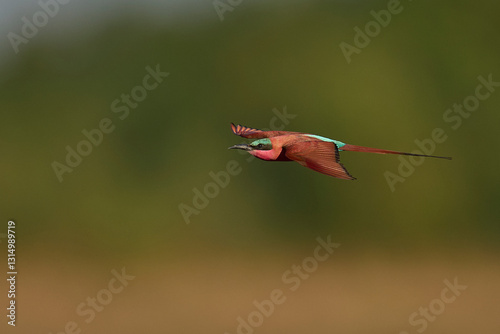 Foto Southern Carmine Bee-eater (Merops nubicoides) in flight hunting insects over th