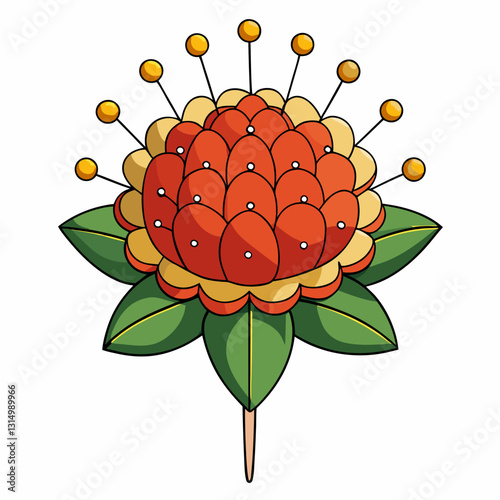 vector illustration of a pincushion flower