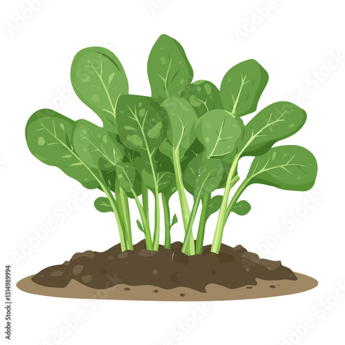 2D flat vector illustration A patch of freshly grown spinach in the garden icon isolated on a white background.


