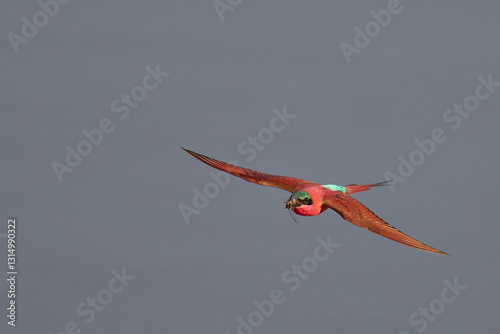 Картината върху платно Southern Carmine Bee-eater (Merops nubicoides) in flight hunting insects over th