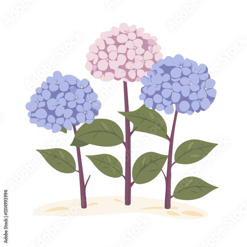 2D flat vector illustration Blooming hydrangea flowers in a garden icon isolated on a white background.

