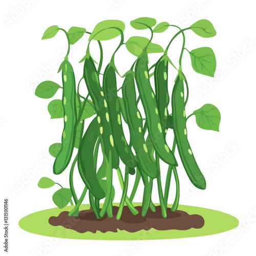 2D flat vector illustration Fresh green beans in a garden icon isolated on a white background.

