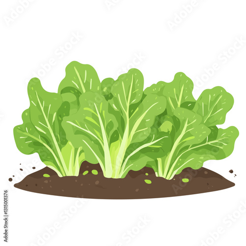 2D flat vector illustration Fresh green lettuce leaves in a spring garden icon isolated on a white background.

