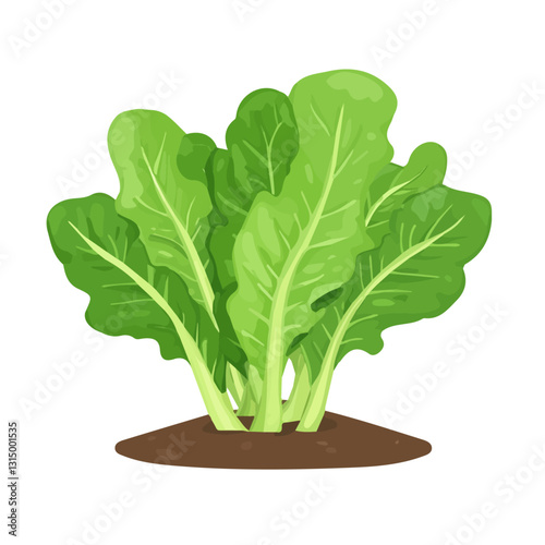 2D flat vector illustration Fresh green lettuce leaves in a spring garden icon isolated on a white background.

