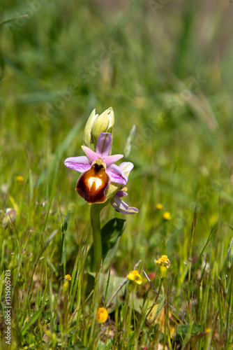 Ophrys ferrum - equinum, horseshoe bee - orchid