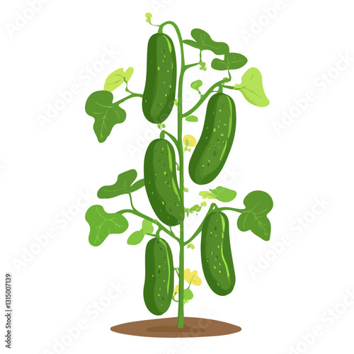 2D flat vector illustration growing cucumber vines icon isolated on a white background.

