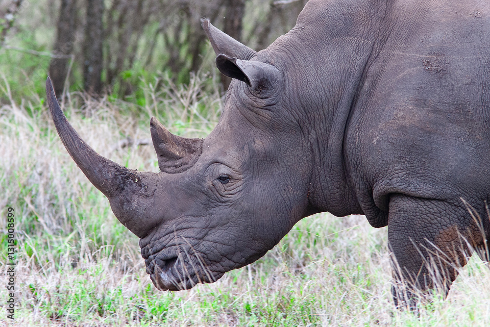 Fototapeta premium Rhinocéros 
