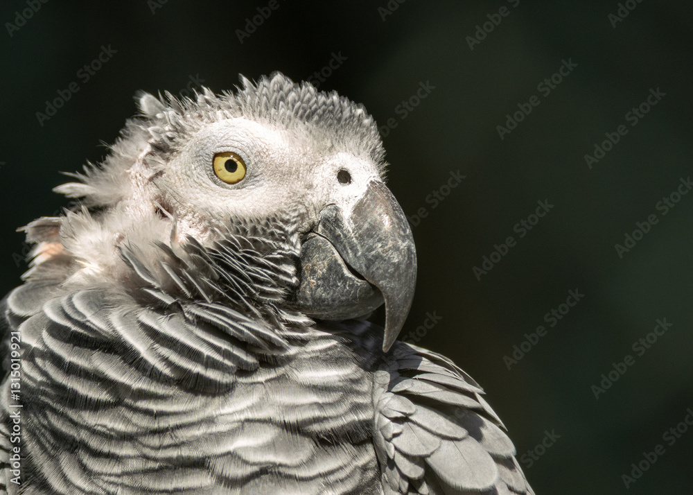 Obraz premium Grey Parrot (Psittacus erithacus), native to the dense forests of Central and West Africa