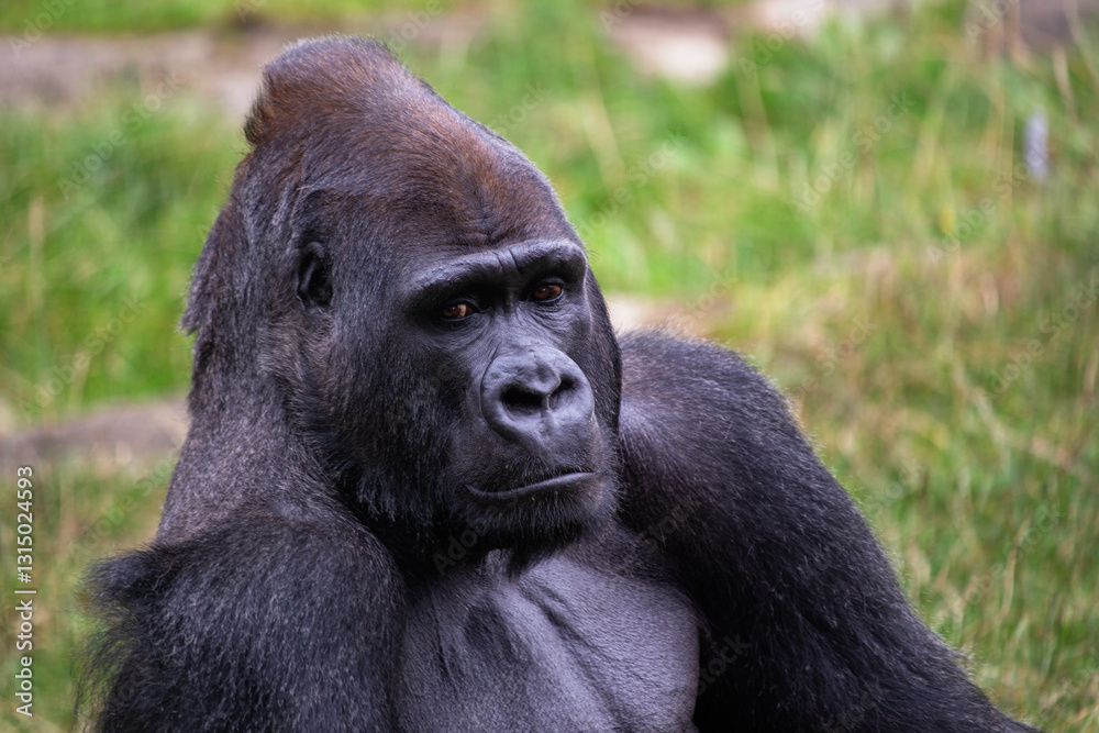 Obraz premium Western Lowland Gorilla (Gorilla gorilla gorilla), native to Central African rainforests