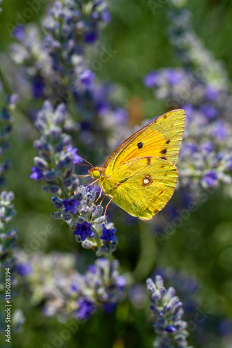 Tableau sur toile Yellow magnificence (Colias croceus), this butterfly with autumn colors