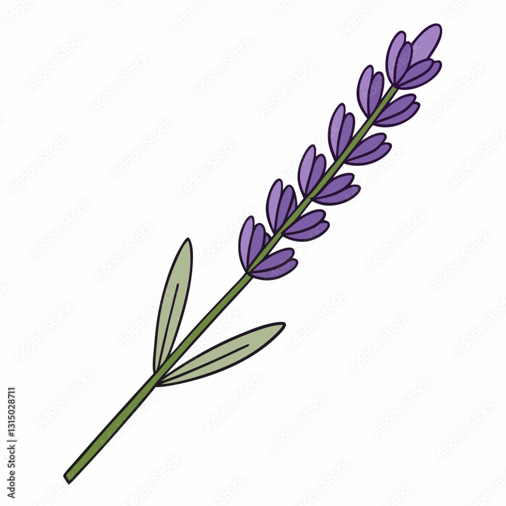 Obraz premium Lavender flower branch vector illustration