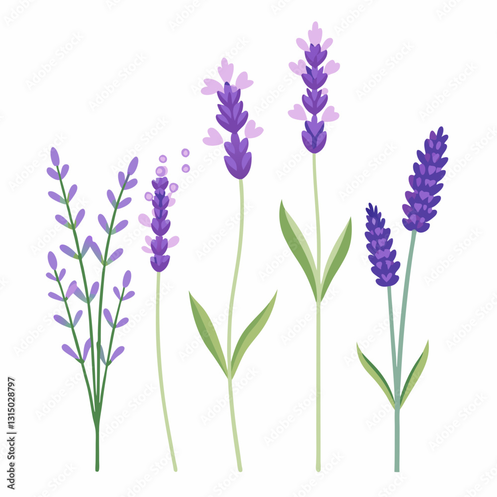 Fototapeta premium Lavender flowers vector illustration set