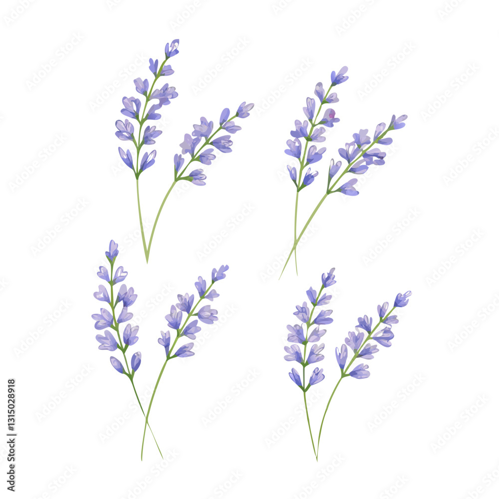 Fototapeta premium Set of 4 lavender sprigs vector illustration