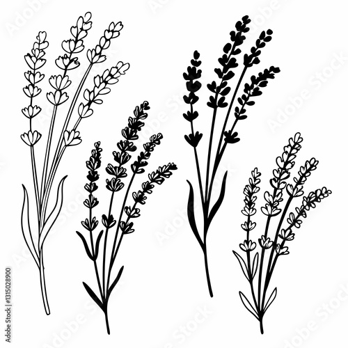 Lavender Botanical Illustration: Elegant black and white illustration of lavender sprigs, showcasing delicate details and a minimalist artistic style.