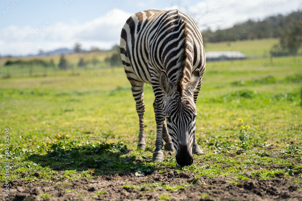 zebra eating grass in a herd