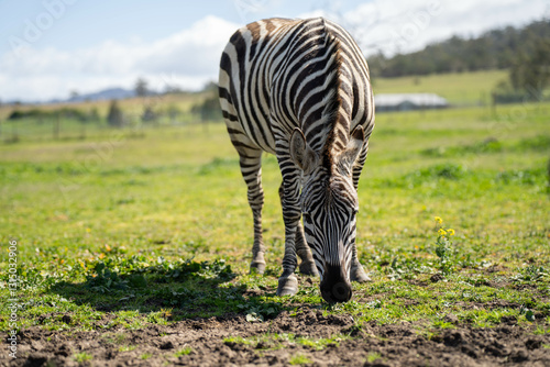Obraz na płótnie zebra eating grass in a herd w salonie