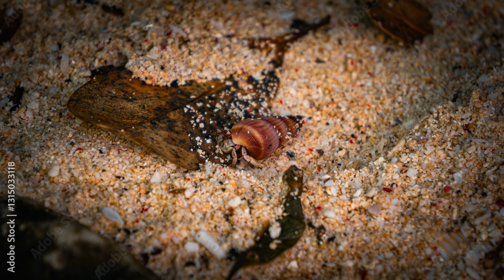Hermit crab crawling through the sand in boracay, philippines. Hermit crab crawling through the sand in boracay, philippines.