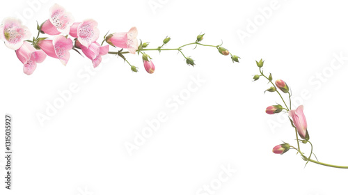 Blooming pink foxglove flowers with transparent background