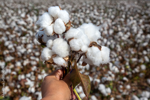 Cotton fields ready for harvesting, agriculture