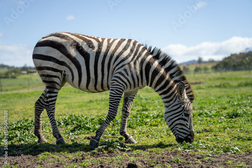 zebra eating grass in a herd