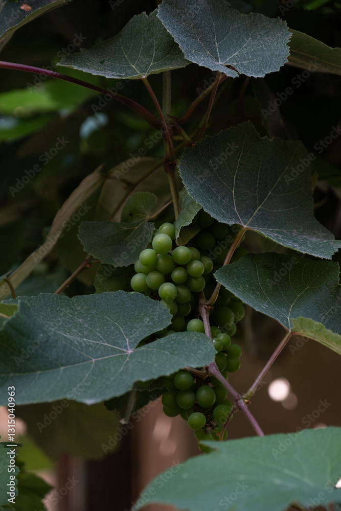 Fototapeta premium a close-up of an unripe grape cluster hanging beneath lush green vine leaves