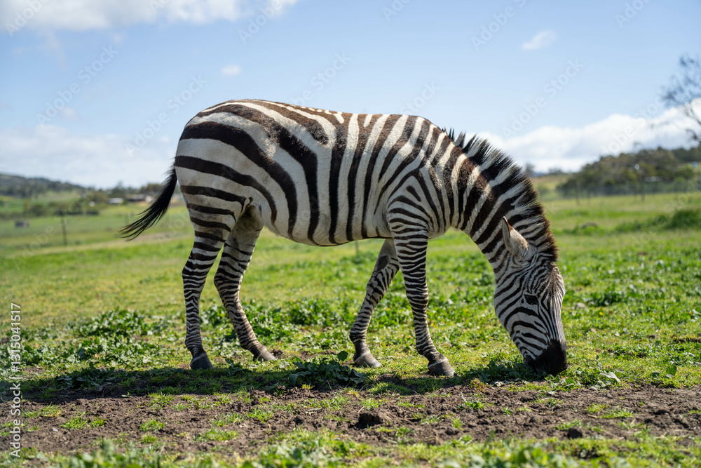 zebra eating grass in a herd