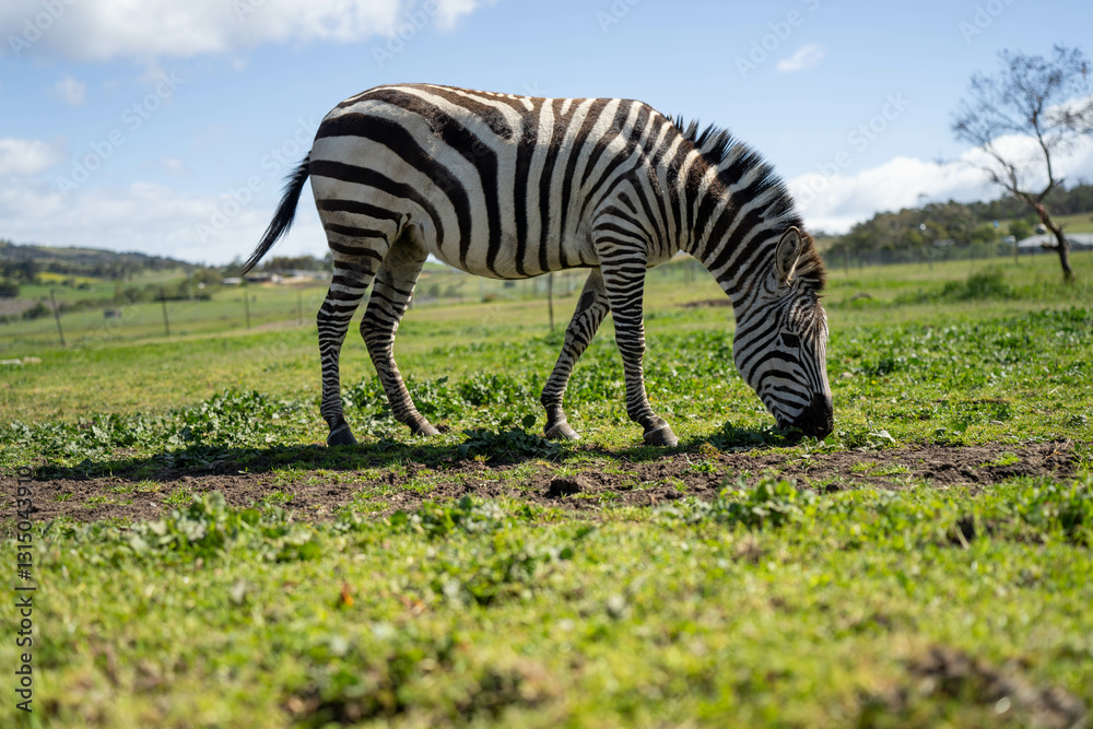 zebra eating grass in a herd