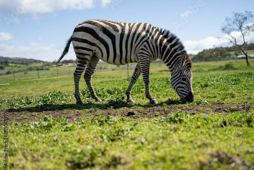 Obraz na płótnie zebra eating grass in a herd w salonie