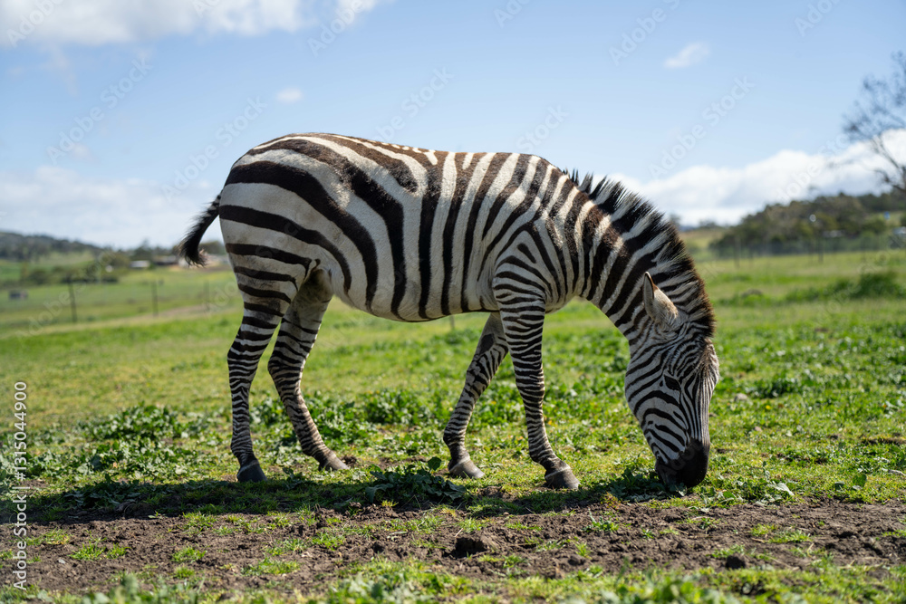 zebra eating grass in a herd