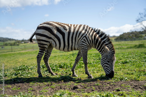 Obraz na płótnie zebra eating grass in a herd w salonie