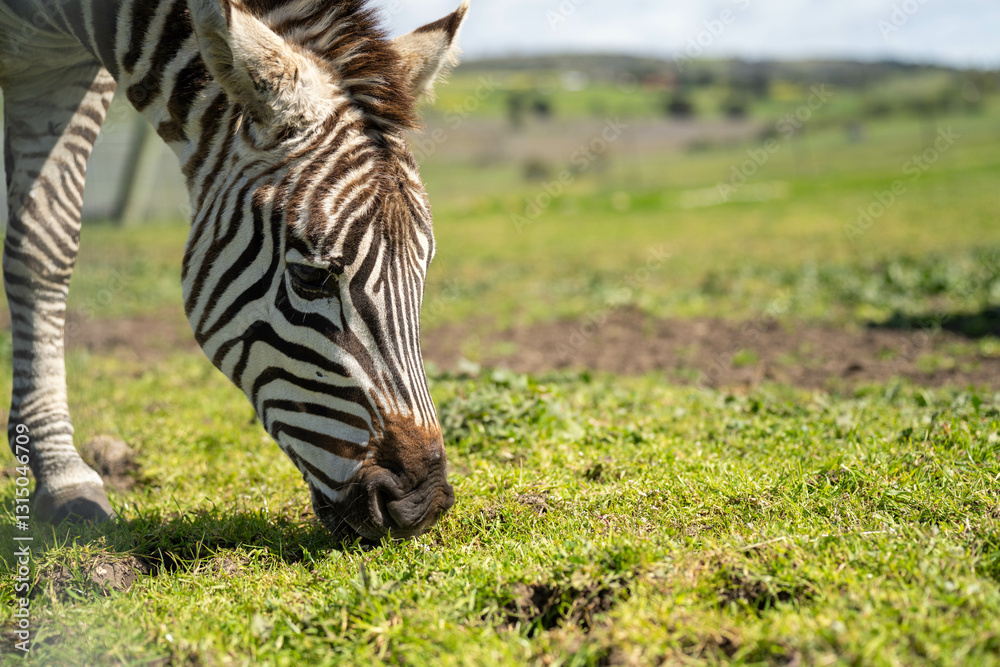 zebra eating grass in a herd