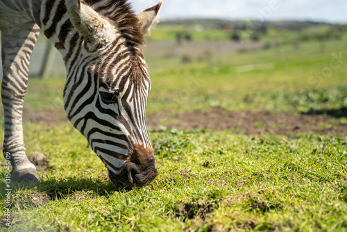 Obraz na płótnie zebra eating grass in a herd w salonie