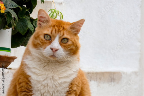 Fototapeta Naklejka Na Ścianę i Meble -  Tabby cat sitting on stone pavement in greece