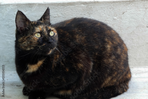 Fototapeta Naklejka Na Ścianę i Meble -  Tabby cat sitting on stone pavement in greece