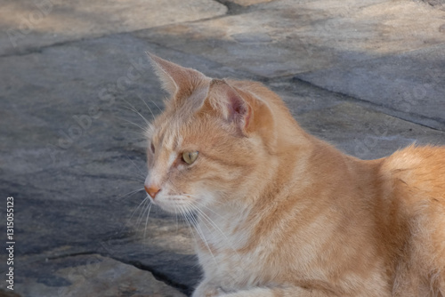 Fototapeta Naklejka Na Ścianę i Meble -  Tabby cat sitting on stone pavement in greece