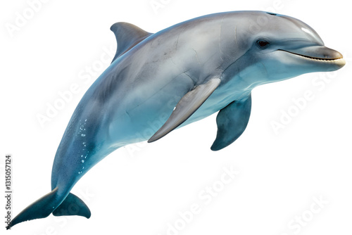 dolphin jumping with transparent background