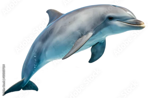 Obraz dolphin jumping with transparent background